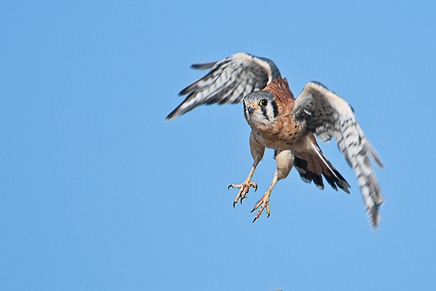 American Kestrel (Falco sparverius)