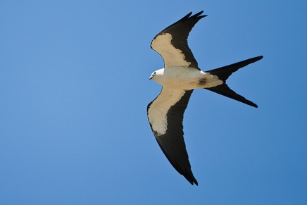 Swallow-tailed Kite (Elanoides forficatus)