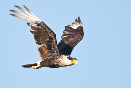 Crested Caracara (Caracara plancus)