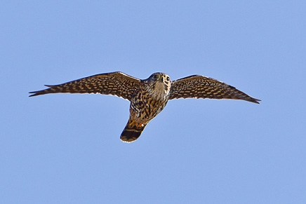 Merlin (Falco columbarius)