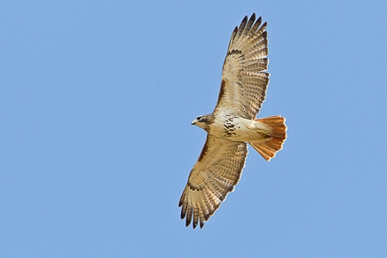 Red-tailed Hawk (Buteo jamaicensis)