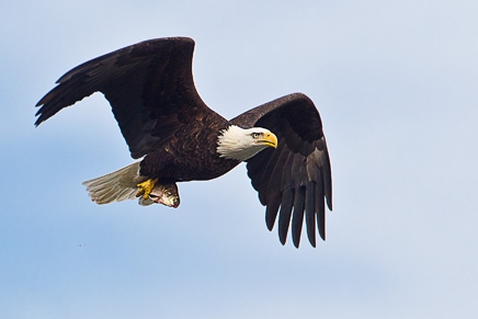 Bald Eagle (Haliaeetus leucocephalus)