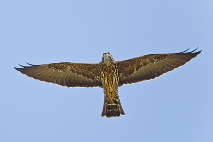 Mississippi Kite (Ictinia mississippiensis)