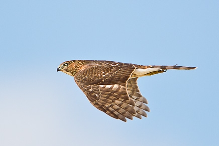 Cooper's Hawk (Accipiter cooperii)