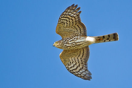 Sharp-shinned Hawk (Accipiter striatus)