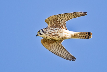 American Kestrel (Falco sparverius)