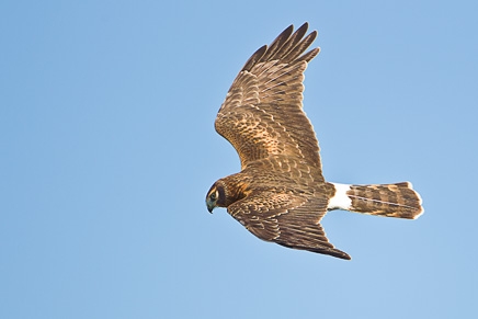 Northern Harrier (Circus cyaneus)