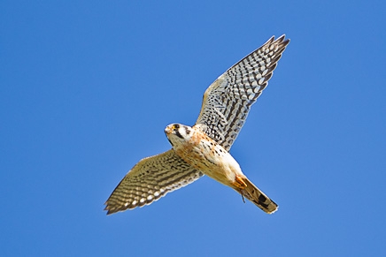 American Kestrel (Falco sparverius)