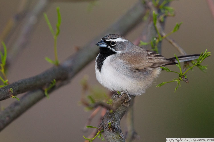 Black-throated Sparrow (Amphispiza bilineata)