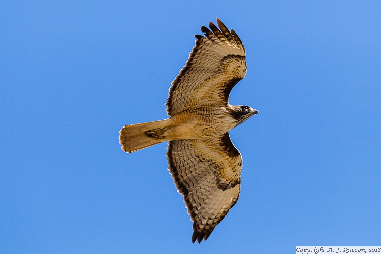 Red-tailed Hawk (Buteo jamaicensis)