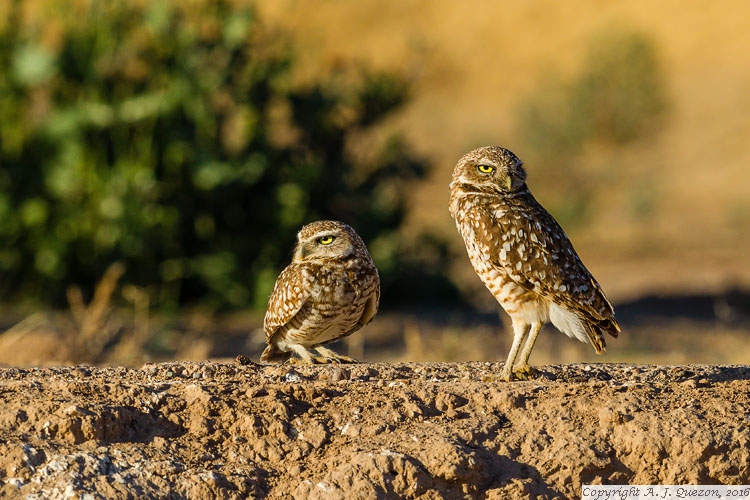 Burrowing Owl (Athene cunicularia)