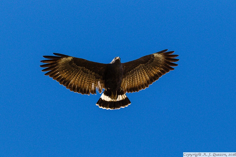 Common Black Hawk (Buteogallus anthracinus)