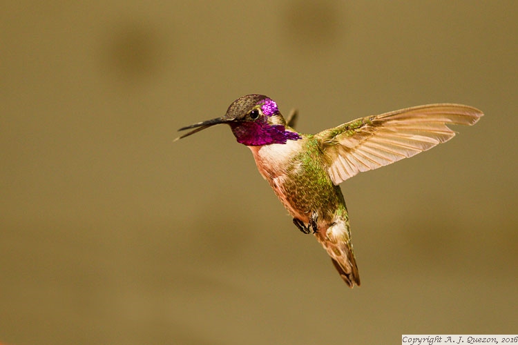 Costa's Hummingbird (Calypte costae)