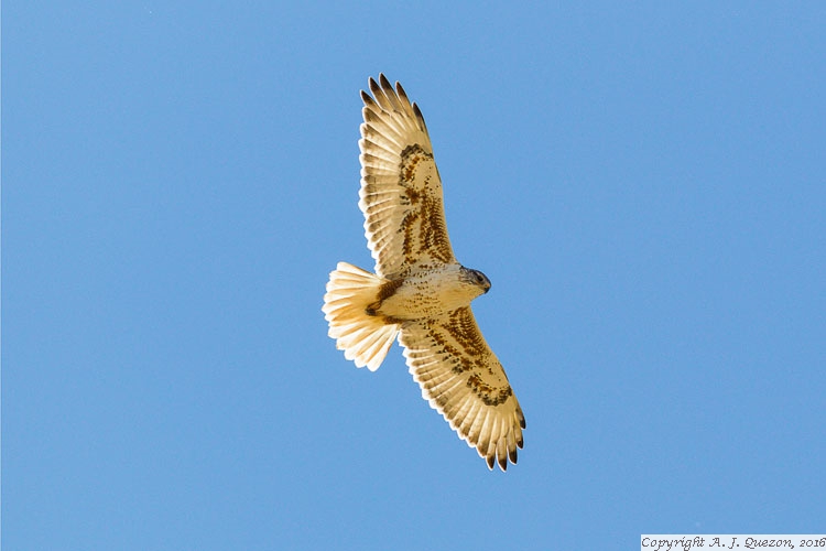 Ferruginous Hawk (Buteo regalis)