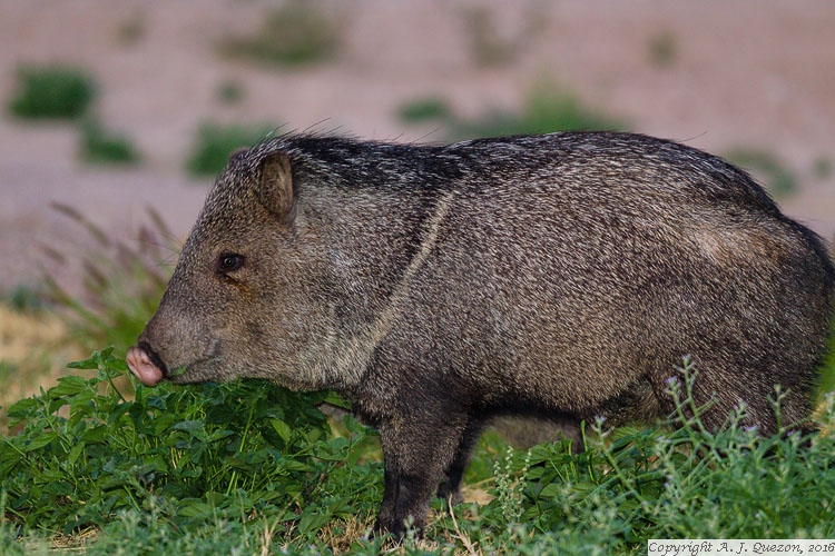 Collared Peccary (Pecari tajacu)