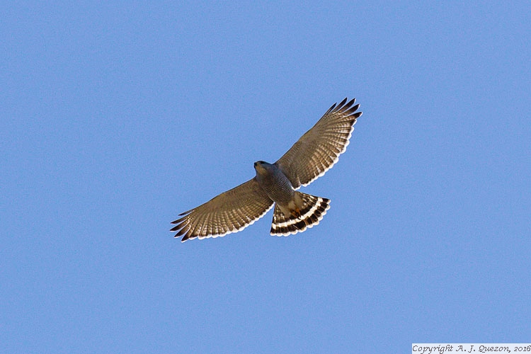 Gray Hawk (Buteo plagiatus)