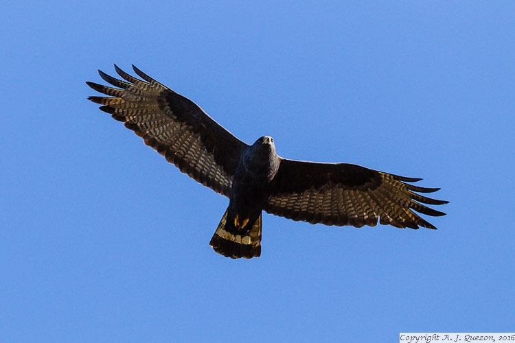 Zone-tailed Hawk (Buteo albonotatus)
