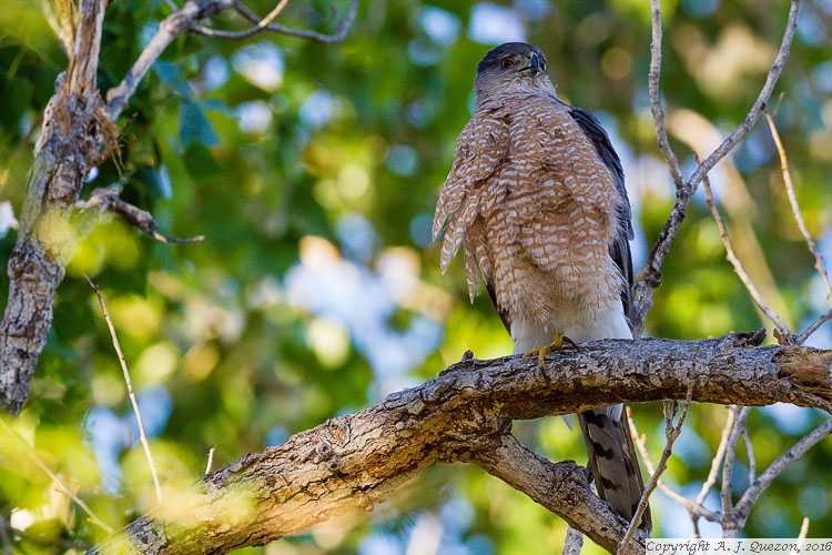 Cooper's Hawk (Accipiter Cooperii)