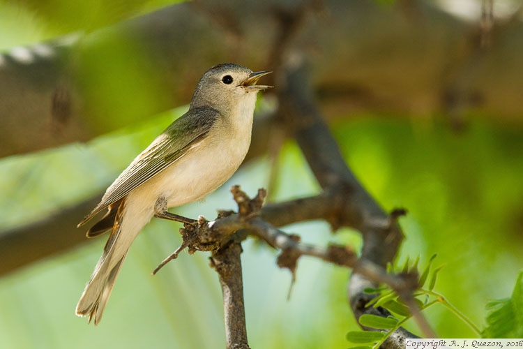 Lucy's Warbler (Oreothlypis luciae)