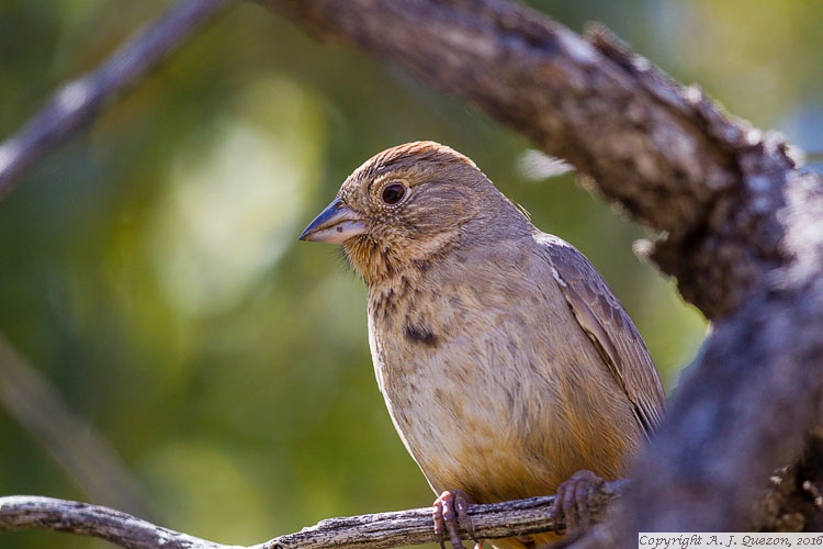 Canyon Towhee (Melozone fusca)