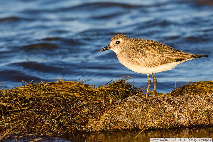 Black-bellied Plover (Pluvialis squatarola), JFK Causeway