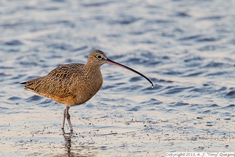 Long-billed Curlew (Numenius americanus), JFK Causeway