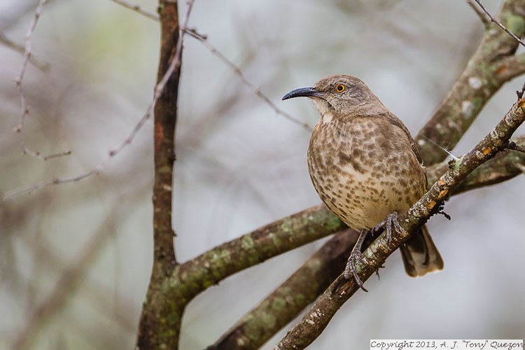 Curve-billed Thrasher (Toxostoma curvirostre), Harlingen Thickets Park