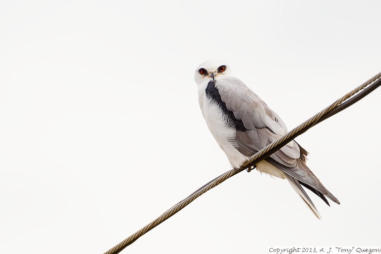 White-tailed Kite (Elanus leucurus), Brownsville