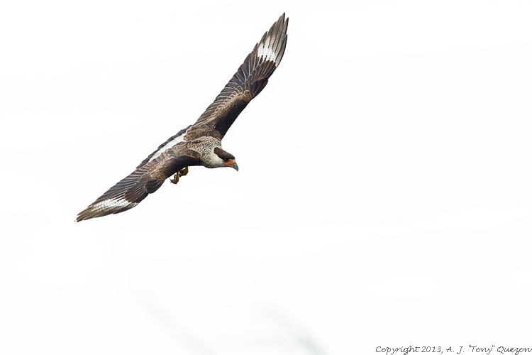 Crested Caracara (Caracara cheriway), La Villa