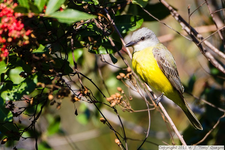 Couch's Kingbird (Tyrannus couchii), Joan and Scott Holt Paradise Pond