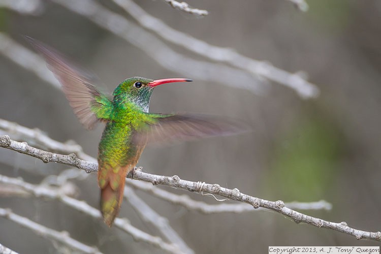 Buff-bellied Hummingbird (Amazilia yucatanensis), Estero Llano Grande State Park