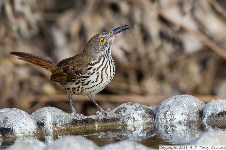 Long-billed Thrasher (Toxostoma longirostre), National Butterfly Center