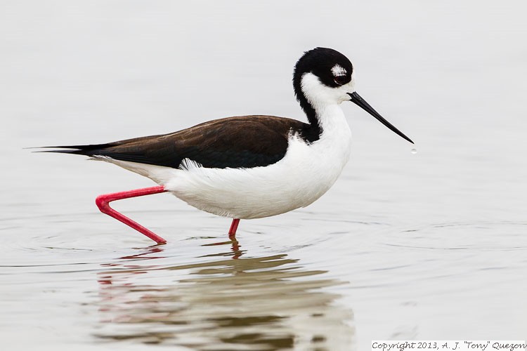 Black-necked Stilt (Himantopus mexicanus), Hazel Bazemore County Park