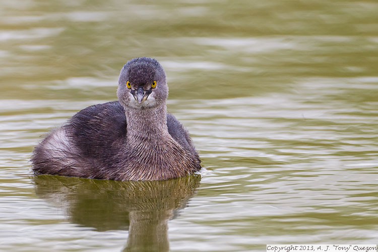 Least Grebe (Tachybaptus dominicus), Estero Llano Grande State Park