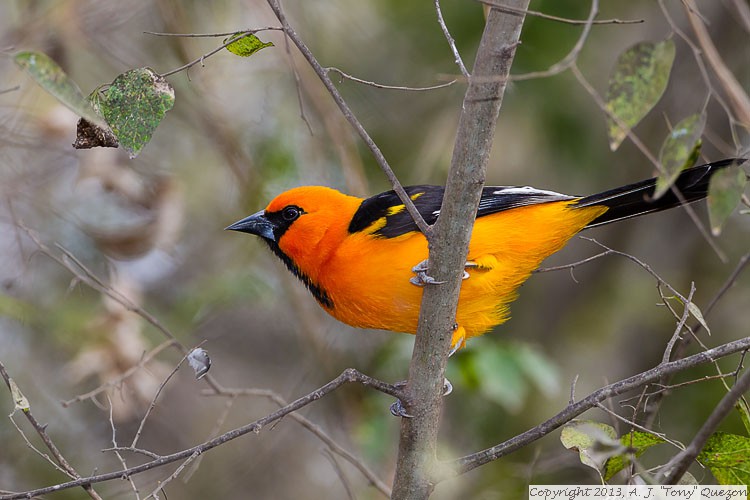 Altamira Oriole (Icterus gularis), National Butterfly Center