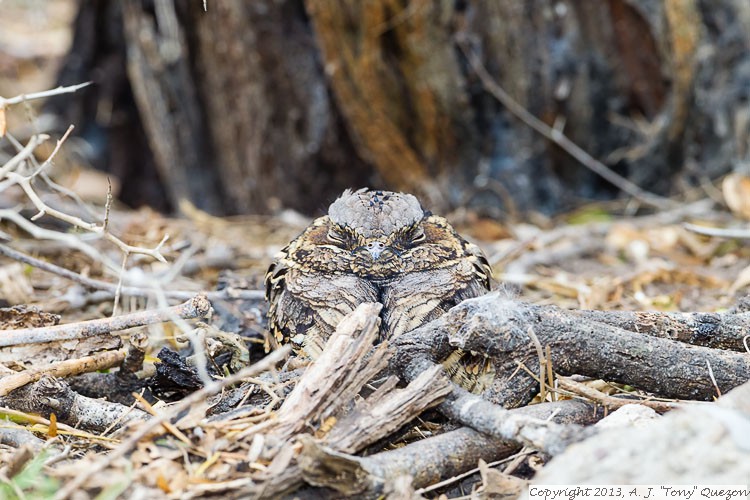 Common Pauraque (Nyctidromus albicollis), Estero Llano Grande State Park