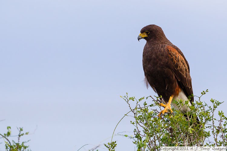 Harris's Hawk (Parabuteo unicinctus), Kingsville