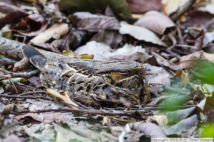 Common Pauraque (Nyctidromus albicollis), Estero Llano Grande State Park