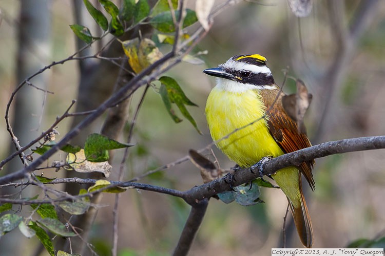 Great Kiskadee (Pitangus sulphuratus), National Butterfly Center