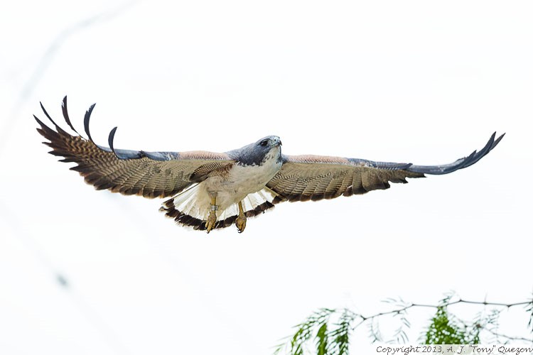 White-tailed Hawk (Buteo albicaudatus), La Villa