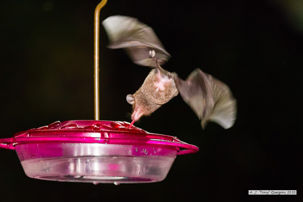 Pallas's Long-tongued Bat, AWNC, Trinidad