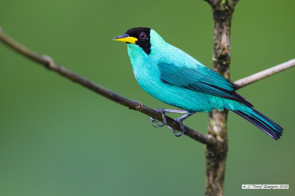 Green Honeycreeper, AWNC, Trinidad 