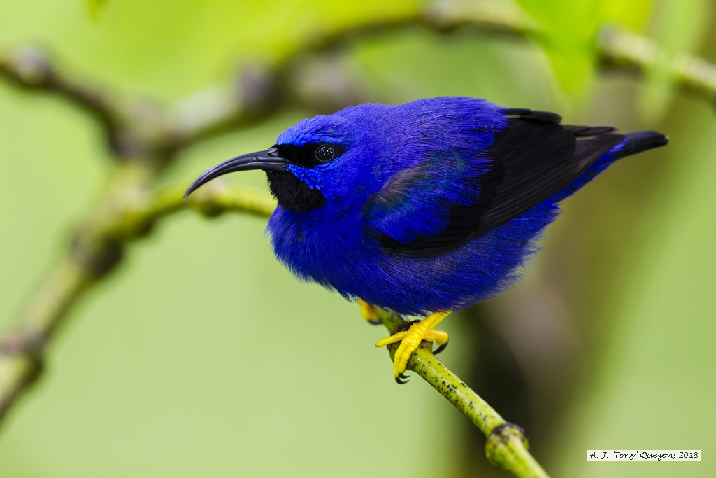 Purple Honey Creeper, AWNC, Trinidad 