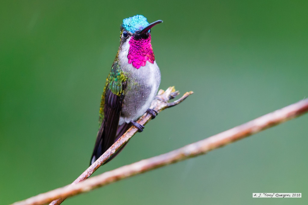 Long-billed Starthroat, AWNC, Trinidad