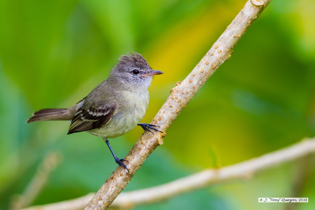 Southern Beardless-Tyrannulet, AWNC, Trinidad