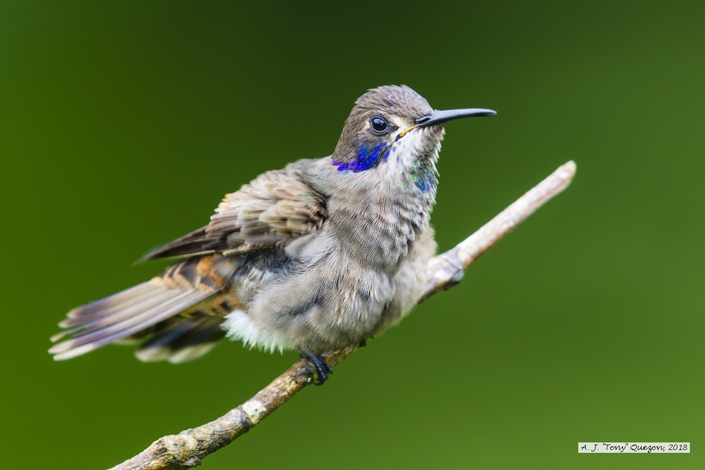 Brown Violetear, AWNC, Trinidad