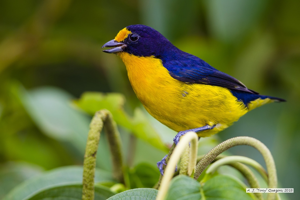 Violaceous Euphonia, AWNC, Trinidad