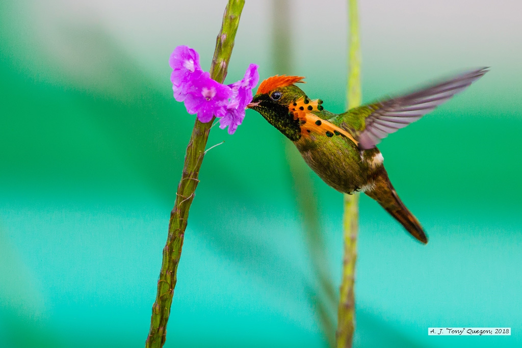 Tufted Coquette, AWNC, Trinidad