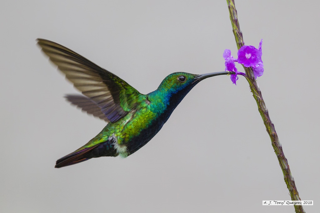 Black-throated Mango, AWNC, Trinidad