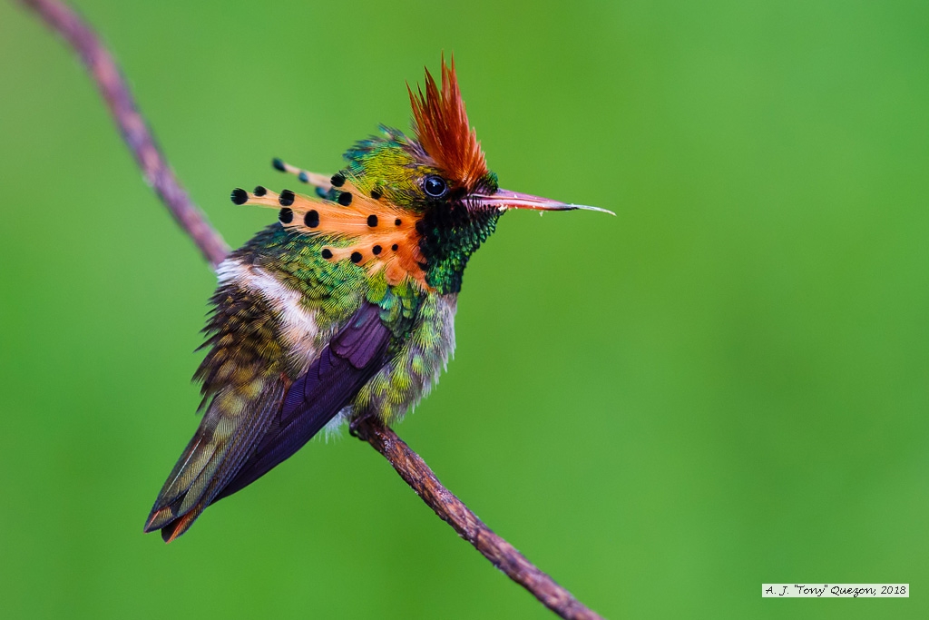 Tufted Coquette, AWNC, Trinidad